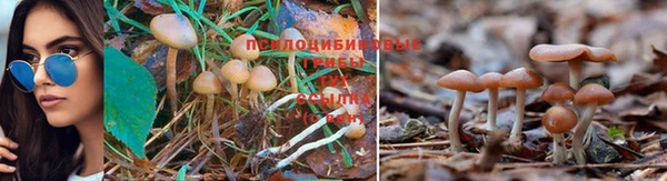 apvp Абаза